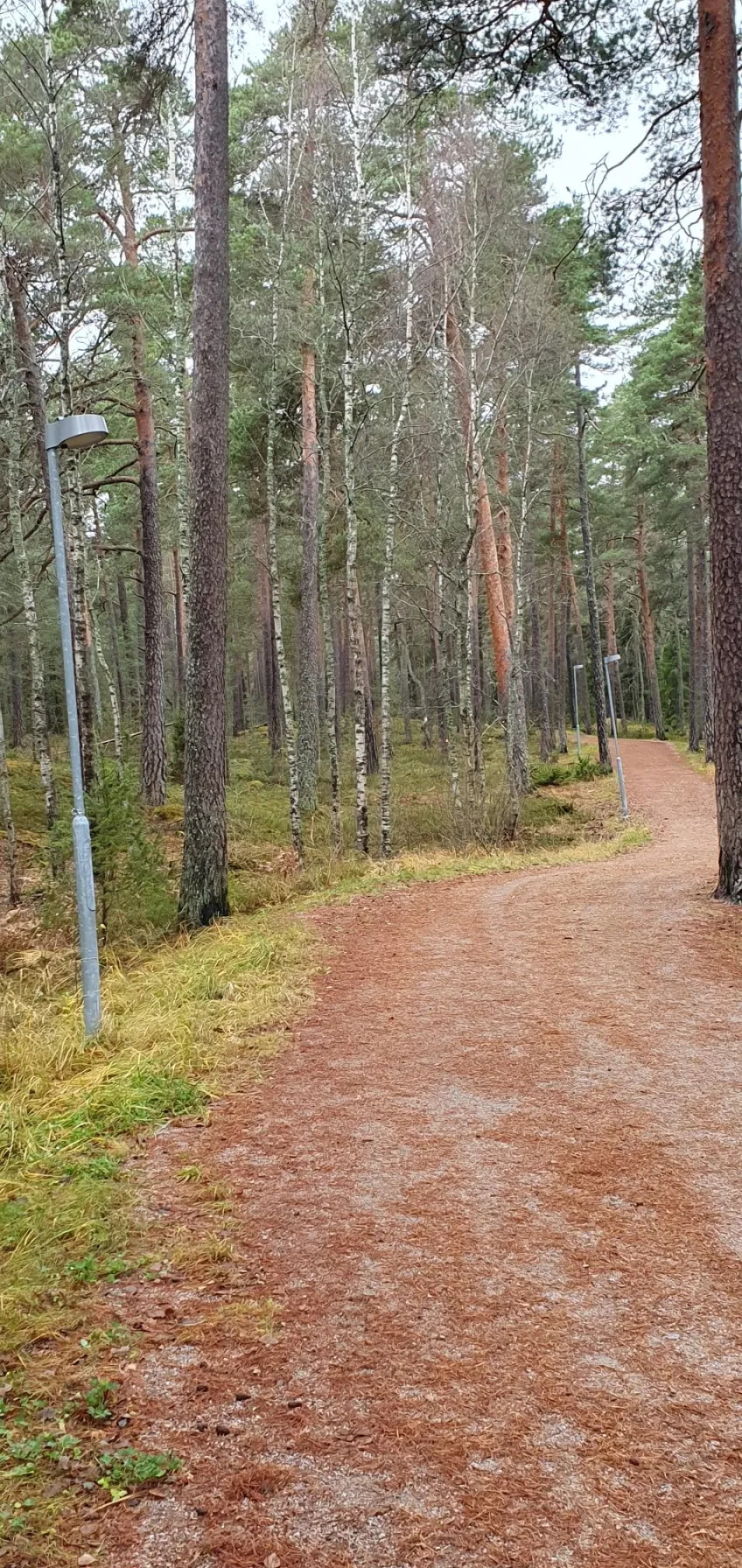 Forest path and tall trees. Photo.