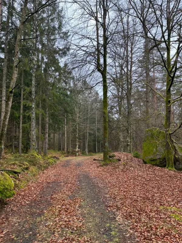 Forest path surrounded by tall trees in autumn. Photo.