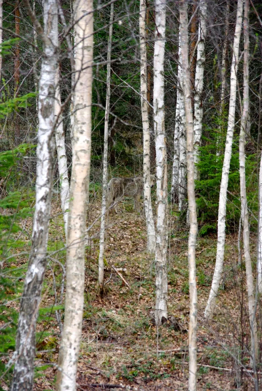 Birch trees and fir trees in deep woods. Photo.