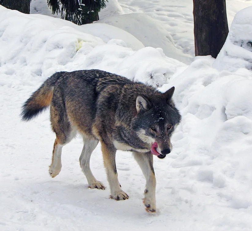 Wolf walking in snow. Photo.